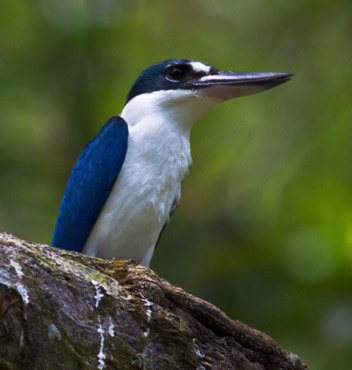 Collared Kingfisher